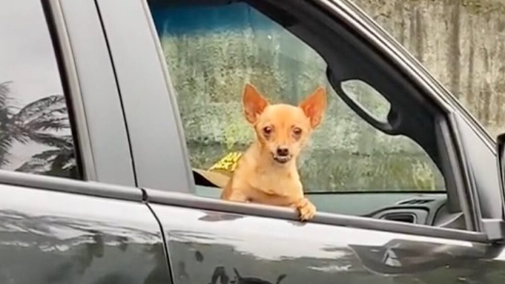 Réaction hilarante d’un chien face à un vétérinaire en voiture ! Regardez la vidéo !