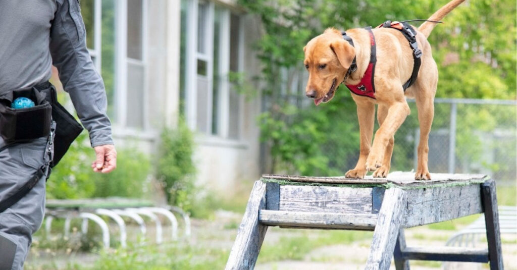 Sauvetage incroyable : un chien de refuge devient héros de recherche grâce à un policier !
