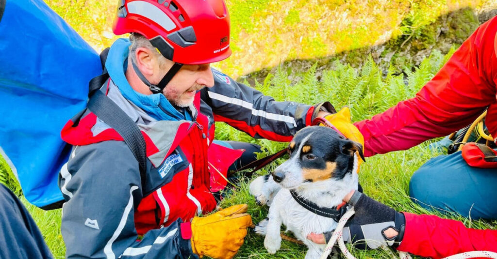 Secouristes dévoués accomplissent un miracle : Un chien survit à une chute vertigineuse de 60 mètres