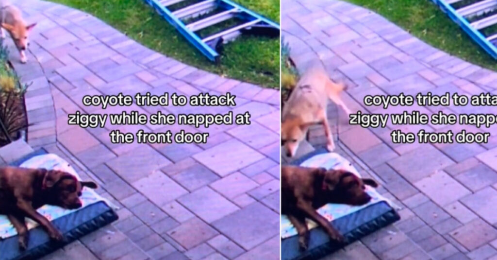 Terrible attaque d’un coyote sur une chienne endormie : vidéo choc !