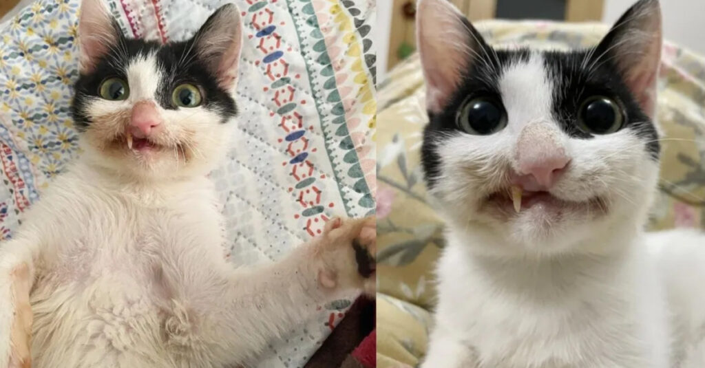 Un chaton défiguré lutte pour une vie meilleure, son histoire bouleversante
