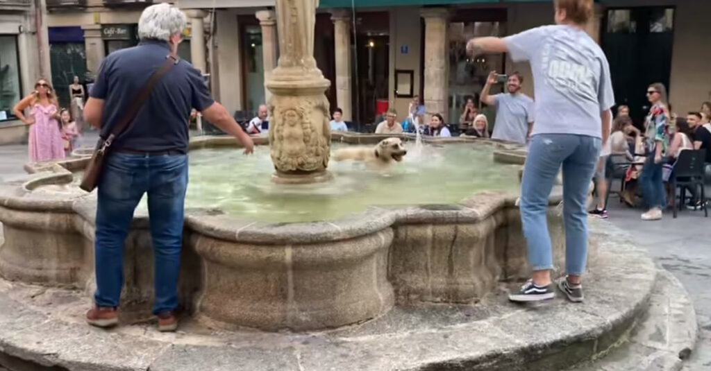 Une chienne découvre une fontaine publique et y prend un bain inattendu – Incroyable vidéo !