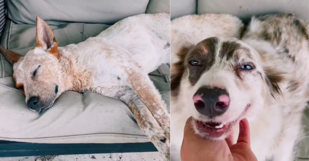 Une femme pleine de compassion sauve 2 chiens stupides de l’euthanasie (vidéo)