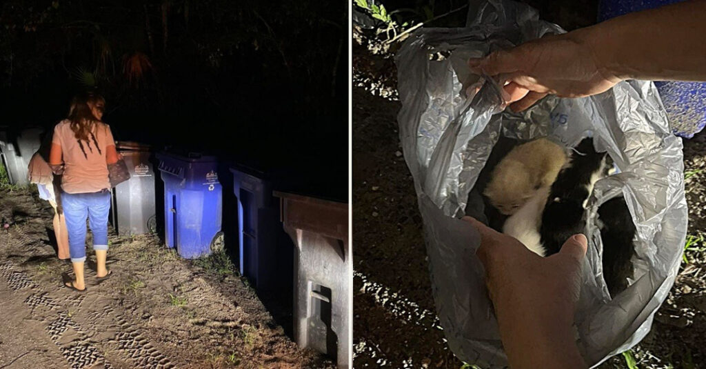 Urgence : 6 chatons abandonnés dans une poubelle, l’appel désespéré d’une association