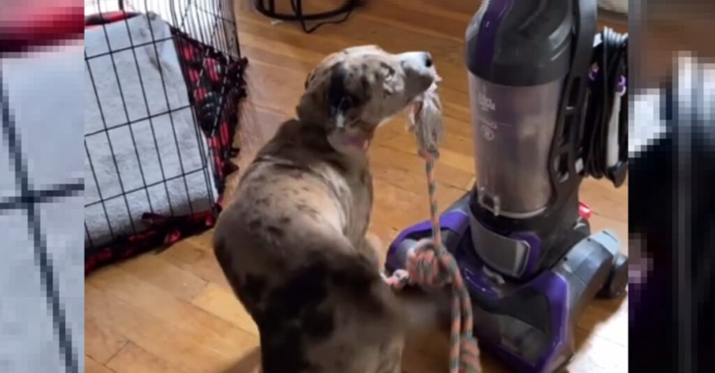 Vidéo : Découvrez cette étonnante amitié entre un chien et un aspirateur