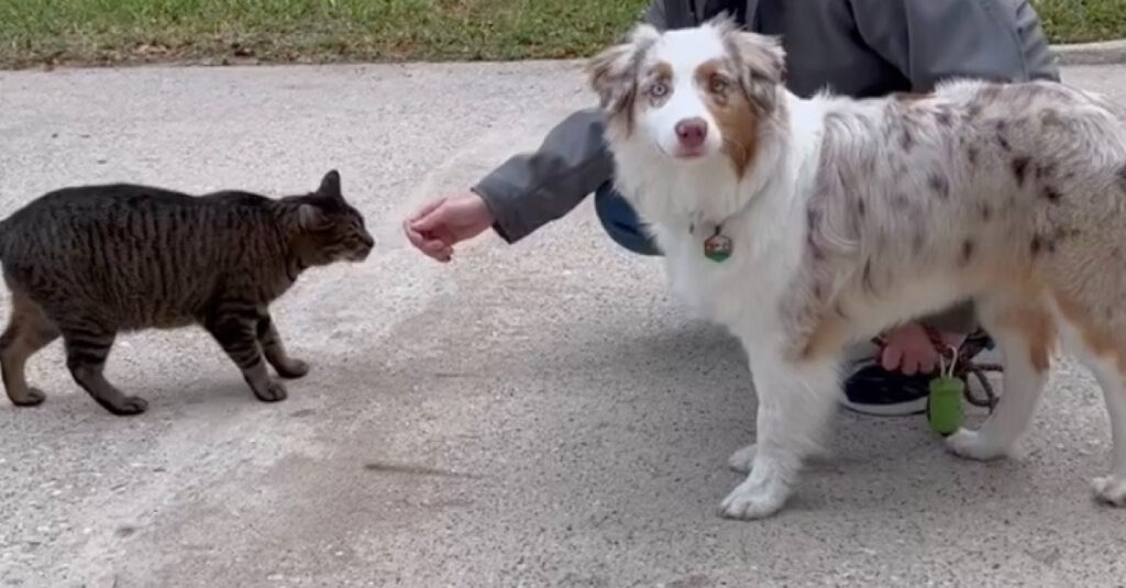Vidéo émouvante : un chat errant devient inséparable d’un chien, leur amour réchauffe les cœurs !