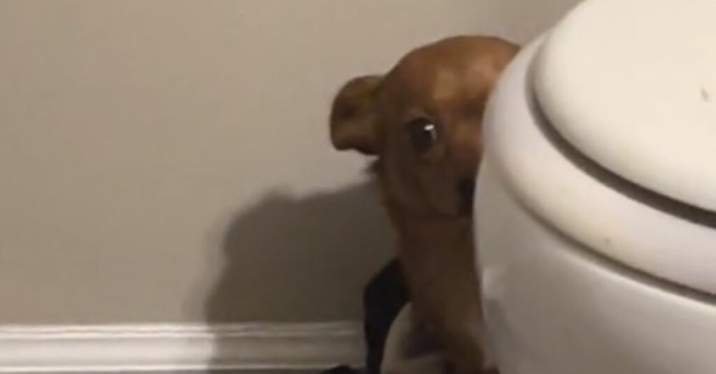 Vidéo exclusive : La chienne adoptée fond en larmes en découvrant son nouveau foyer !