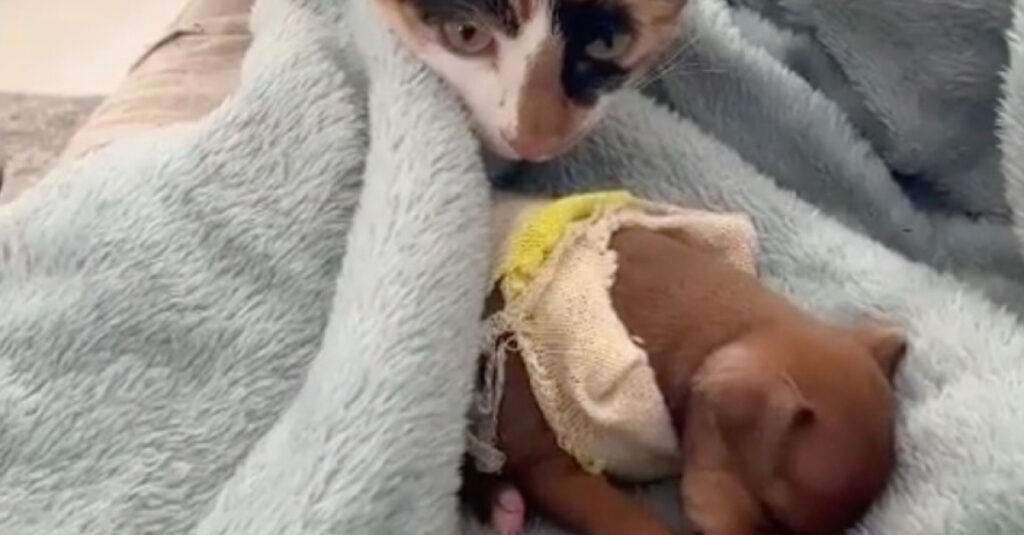 Vidéo incroyable : des millions d’internautes fondent devant le bien-être d’un Chihuahua grâce à un duo de chats