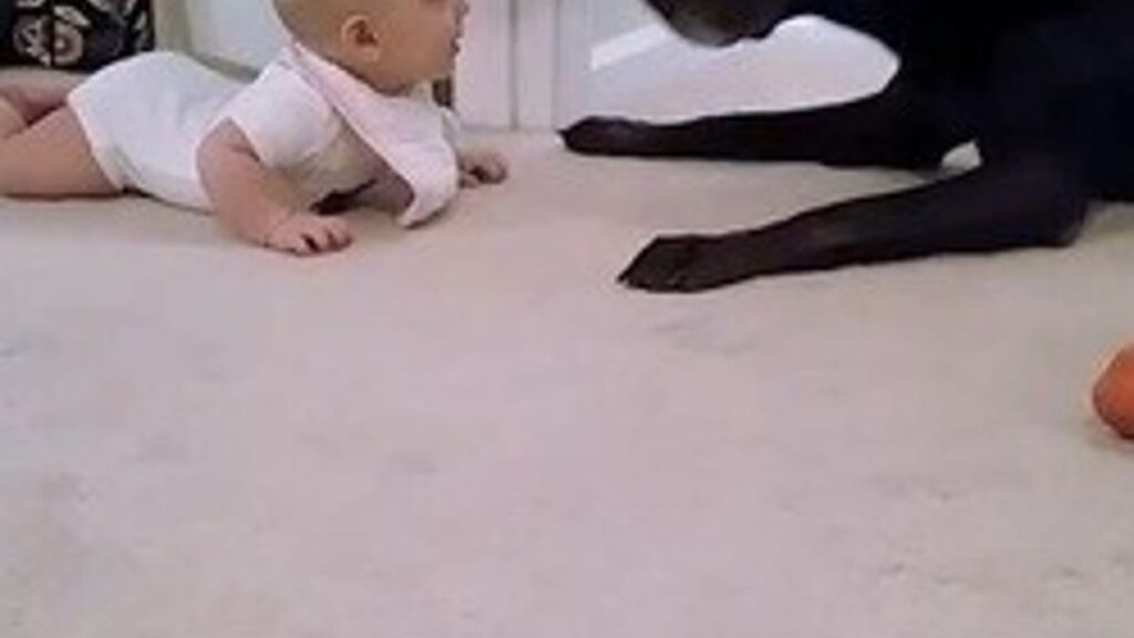 29M de personnes en larmes devant cette incroyable amitié entre un bébé et son chien (Vidéo)