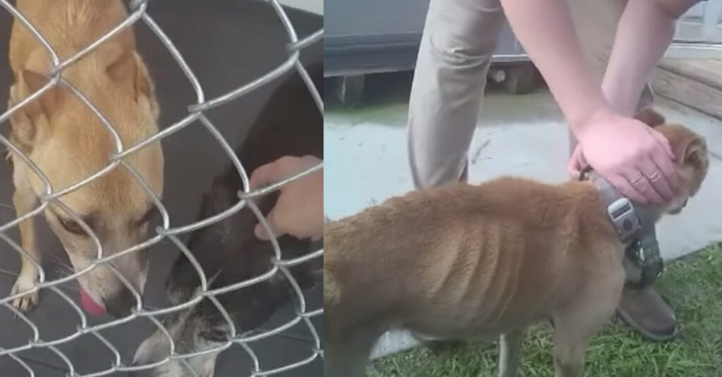 3 chiens maltraités par un propriétaire indifférent : leur combat pour survivre (vidéo)