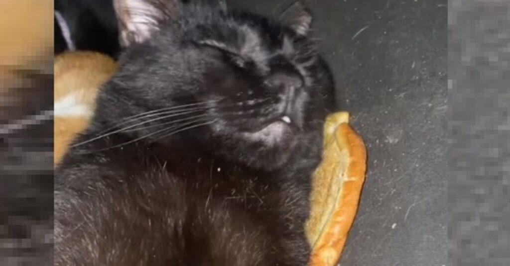 Cadeau inattendu pour un chat qui dort sur un burger, la vidéo buzz sur le web !