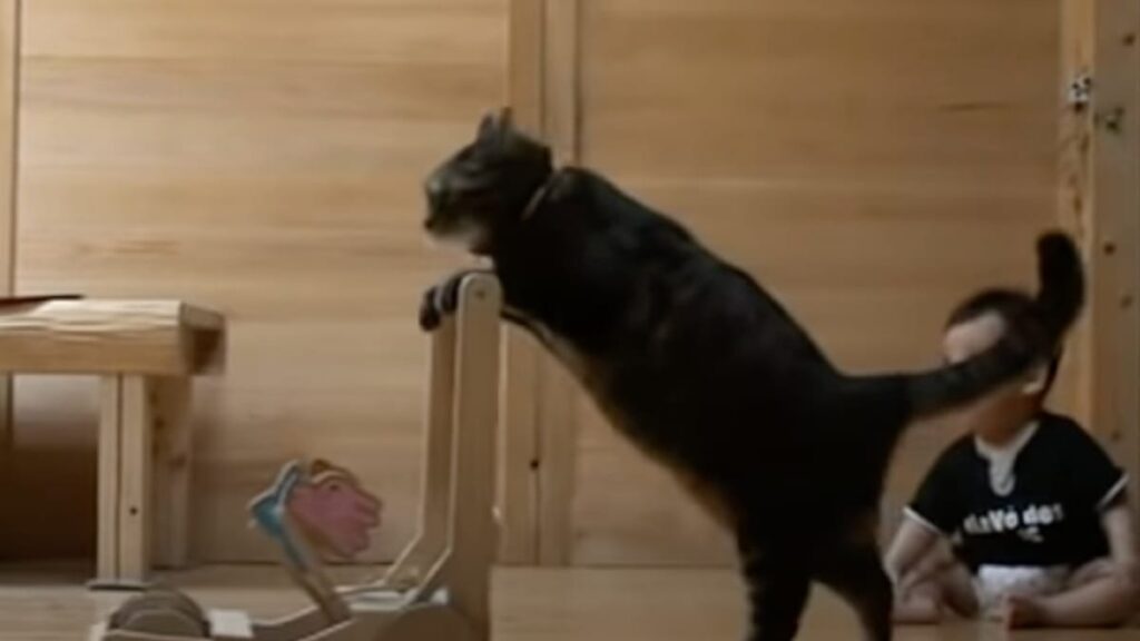 Ce chat aide un bébé à marcher : Vous n’allez pas croire ce qui se passe ! (Vidéo)
