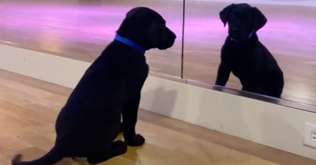 Ce futur chien guide fait fondre le cœur des internautes en jouant avec son reflet ! (vidéo)