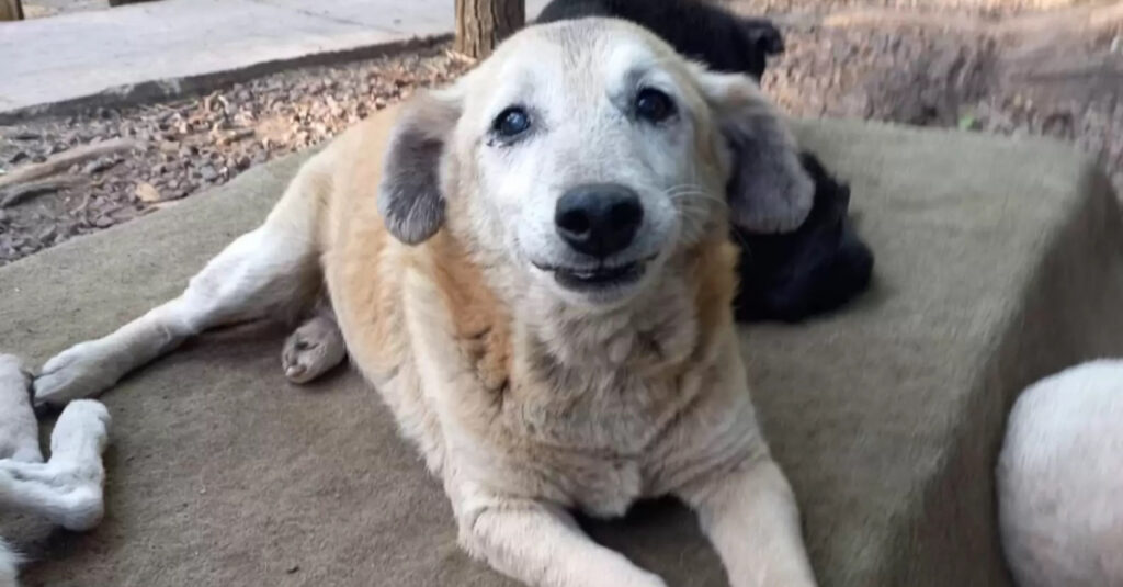 Chien abandonné pendant 11 ans reçoit un cadeau miraculeux