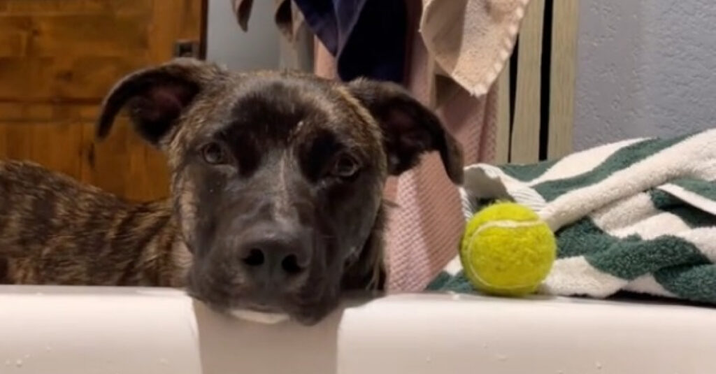 Chien adorable joue avec une balle dans le bain de sa maîtresse, et sa réaction est inattendue !