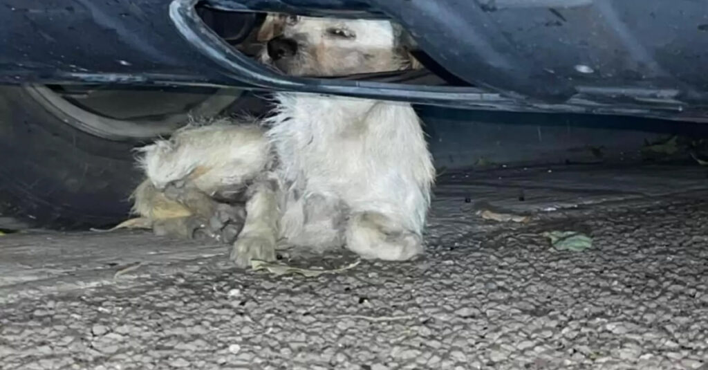 Chien errant terrifié se cache sous une voiture, les habitants paniquent !