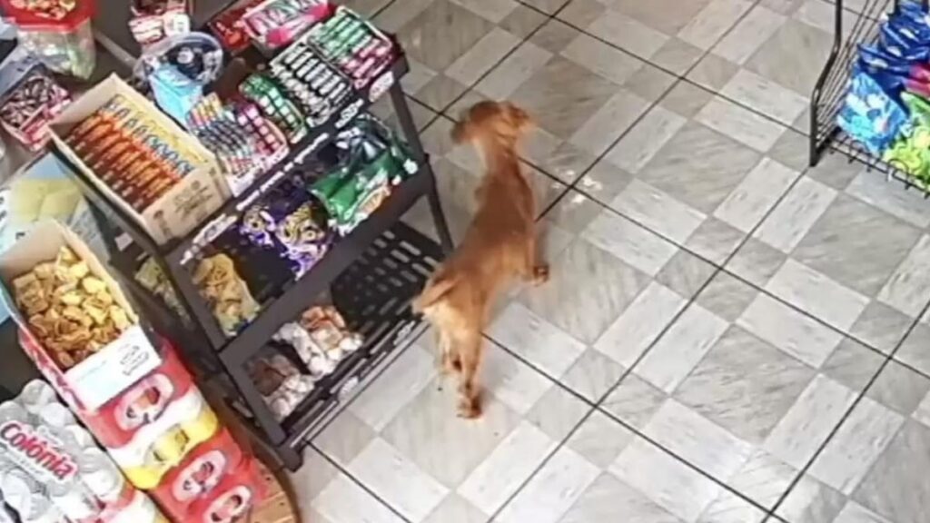 Chiot rusé tente délit en solitaire dans un magasin : vidéo surprenante !