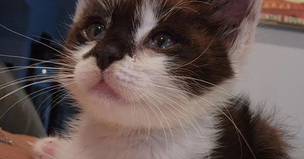 Choc : Chaton adorable en danger de mort après avoir attrapé le typhus du chat (vidéo)