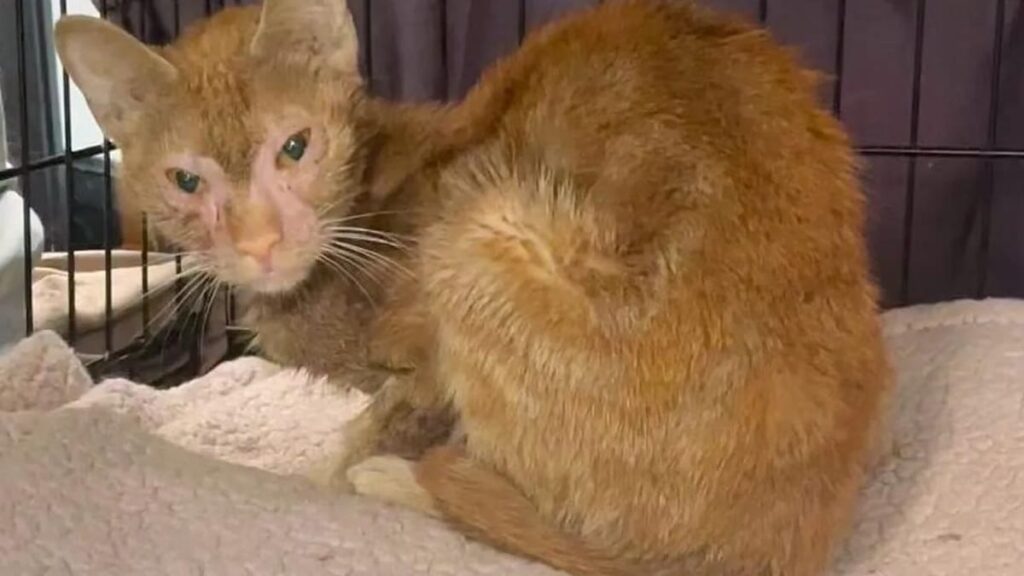 Choc : Métamorphose incroyable d’un chat laissé pour mort dans la rue !