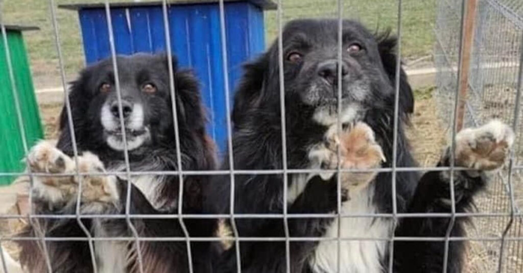 Des chiens roumains abandonnés et malheureux trouvent enfin de l’espoir grâce à cette vidéo choc !