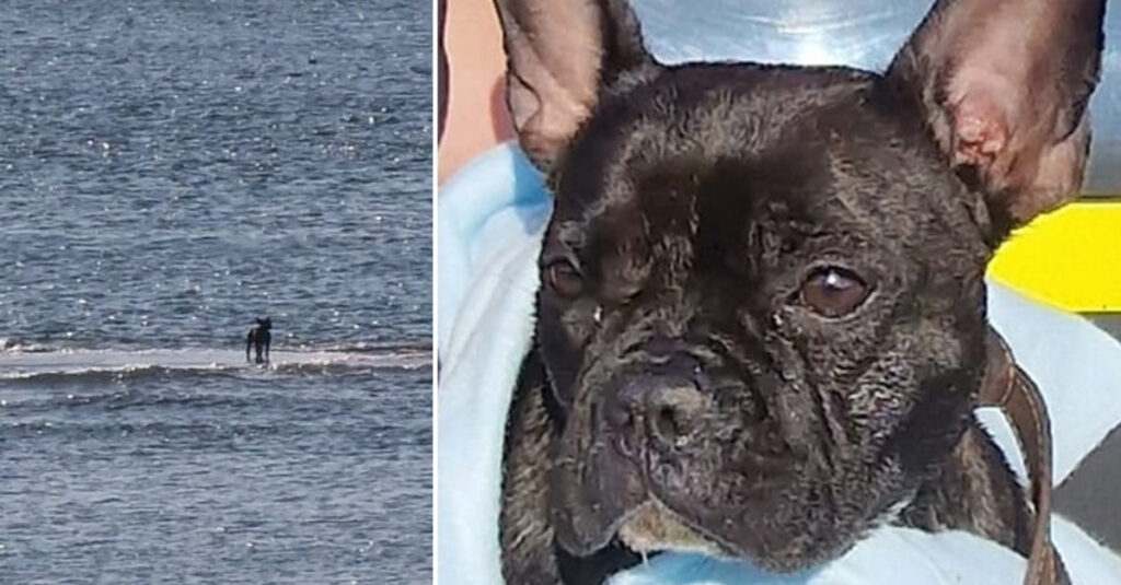 Des paddlers sauvent une chienne coincée par la marée montante : une fin incroyable !