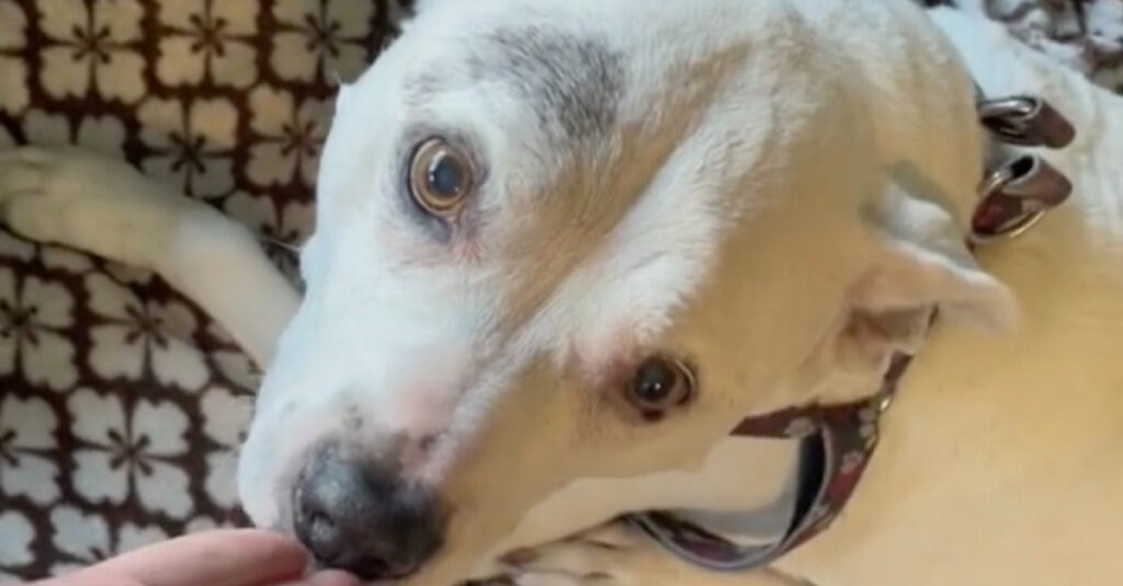 Emotion : Une chienne aveugle émeut le web en retrouvant sa maîtresse après une longue absence (vidéo)