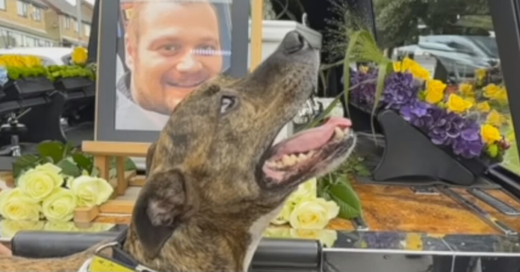 Émouvant : Ce chien conduit en vidéo le cortège funèbre de son maître pour toujours