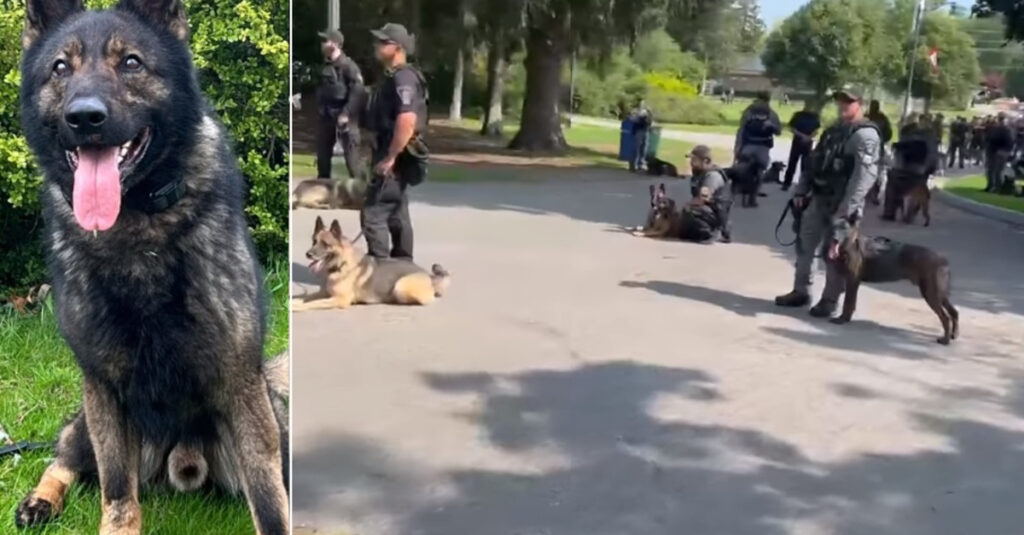 Emouvant : Expérience inédite de chiens policiers rendant hommage à un héros canin en mission
