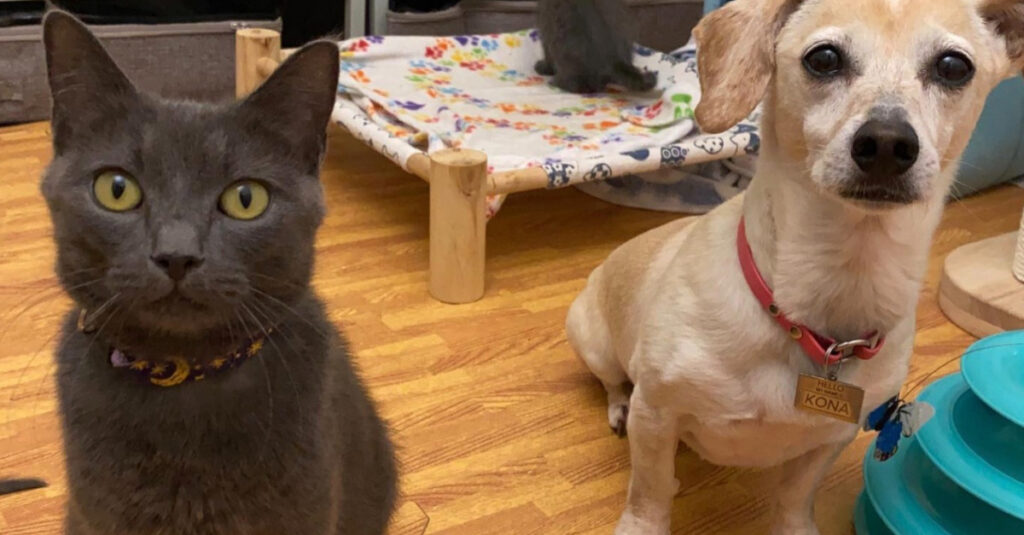 Émouvant : Une chatte et une chienne incroyables s’unissent pour élever 6 adorables chatons
