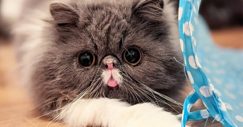 Exceptionnel ! Découvrez ce chat adorable qui surmonte une maladie respiratoire et ne cesse de jouer (vidéo)