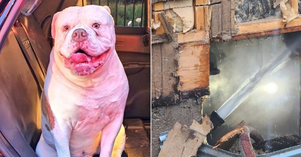 Héroïque Bulldog Américain : il risque tout pour sauver sa famille du feu !