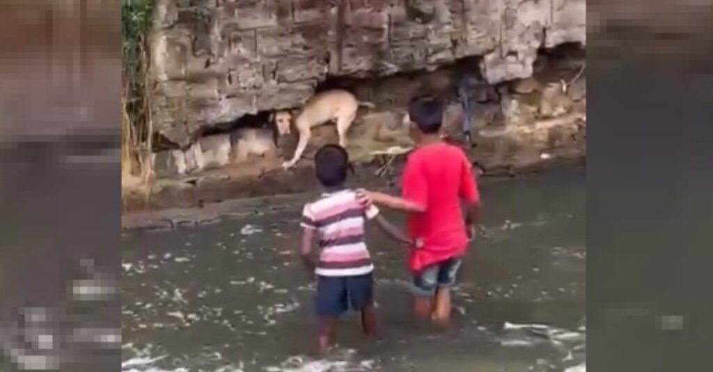 Héroïsme : 2 garçons n’hésitent pas à sauver un chien piégé malgré le danger ! 🐶🚨