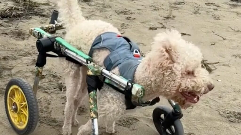 Ils pleurent de joie en voyant cet homme amener ses chiens handicapés à la plage (Vidéo)