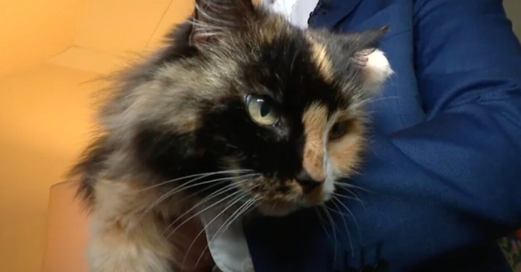 Incroyable : 11 ans après sa disparition, une chatte fait une révélation choc à ses proches
