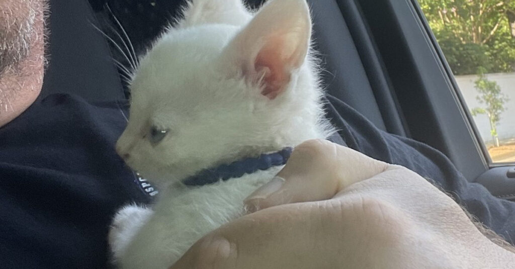 Incroyable ! La police trouve un chaton blanc dans une voiture chassée lors d’une course poursuite !