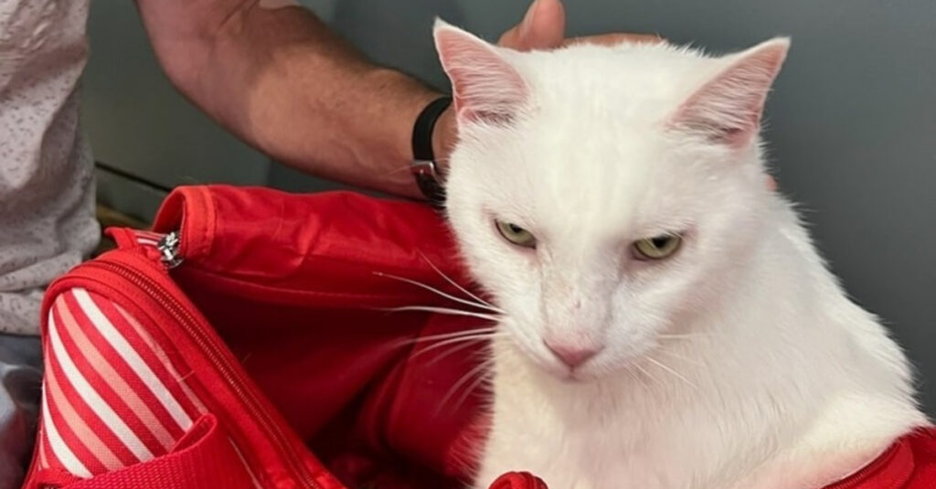 Incroyable : La puce d’un chat disparu fait irruption après un périple de 2000 km, laissant sa famille sans voix – Etat d’espoir ranimé !