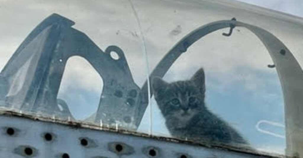 Incroyable ! Une chatte gestante donne naissance à ses chatons dans un cockpit d’avion en plein vol !