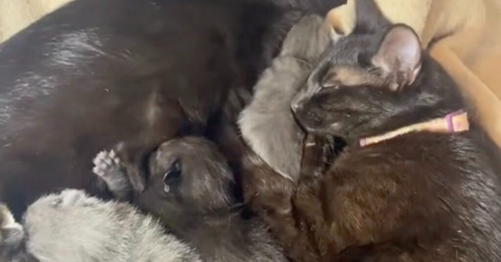 Incroyable : Une chatte traumatisée trouve réconfort chez les chatons adorables de sa soeur ! 😱🐱 (vidéo)