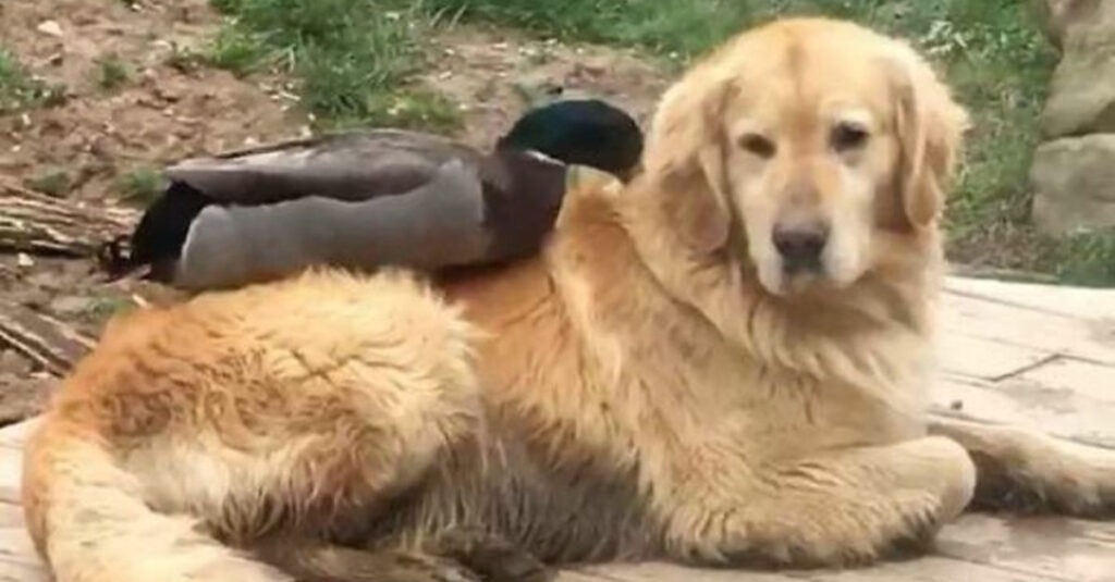 Incroyable amitié entre un Golden Retriever et un canard nageur !