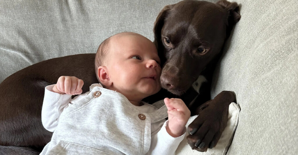 Incroyable : ce chien a sauvé la vie du nouveau-né de la famille !