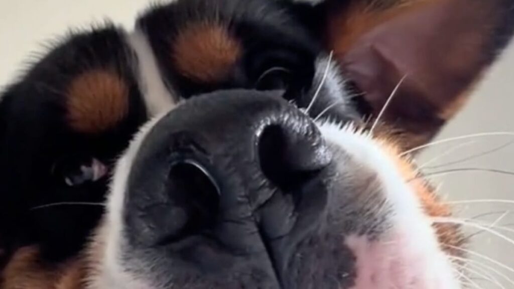 Incroyable chien Bouvier bernois croisé Labrador : la réaction choquante des internautes !