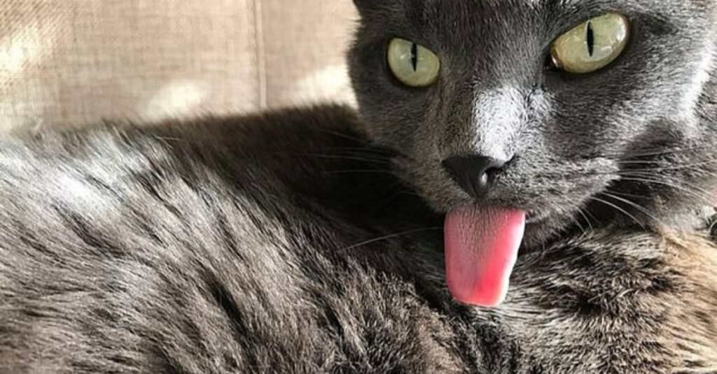 Incroyable : découvrez le chat à la langue pendante qui rend ses propriétaires fous de bonheur !
