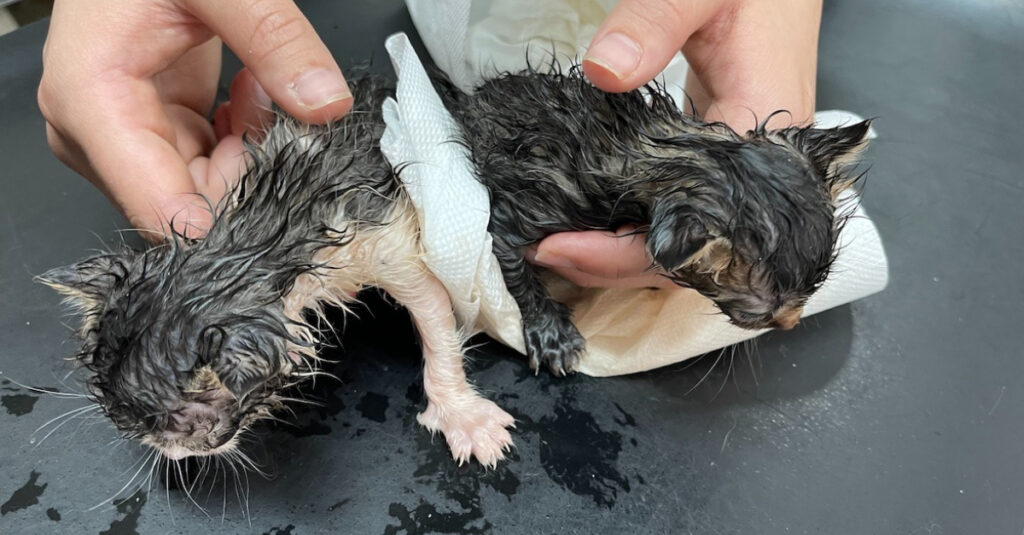 Incroyable sauvetage de chatons bébés : retrouvés dans une poubelle après une tentative de noyade