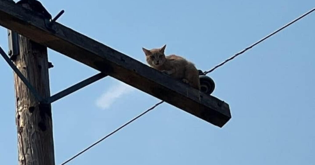 Incroyable sauvetage d’un chat perché sur un poteau électrique, les pompiers et la compagnie d’électricité interviennent en urgence !