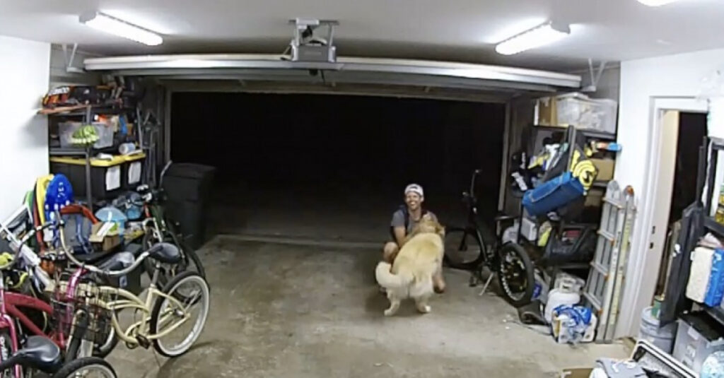 Incroyable tournant : le Golden Retriever cambrioleur − une vidéo à couper le souffle !