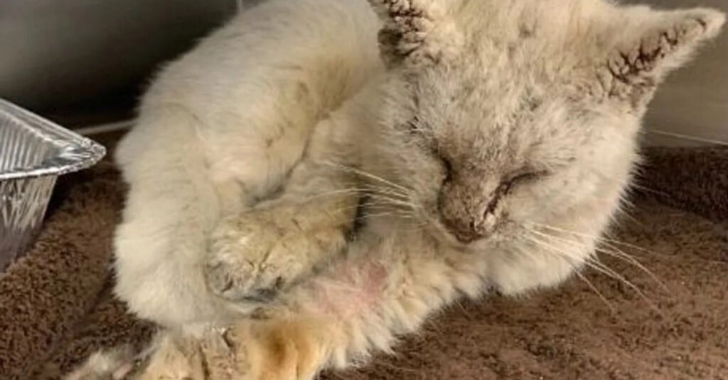 Incroyable transformation d’un chat défiguré par la gale en un magnifique félin grâce à sa sauveuse (vidéo)