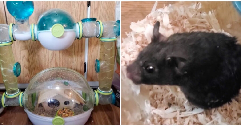 Incroyable transformation d’un hamster maltraité après 2 ans de captivité