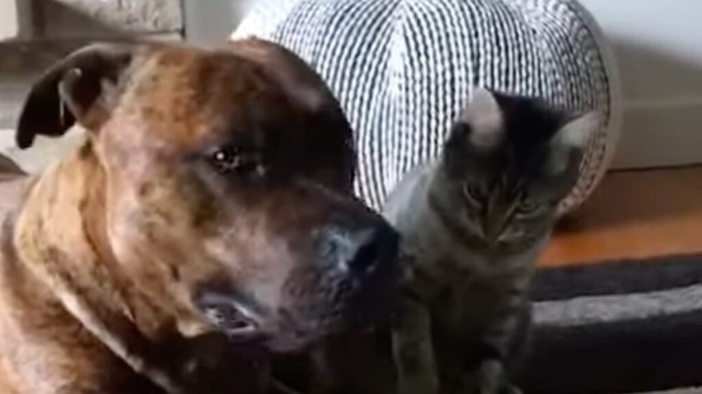 Incroyable vidéo : Réaction insoupçonnée d’un Pitbull face à un chaton (à voir absolument)