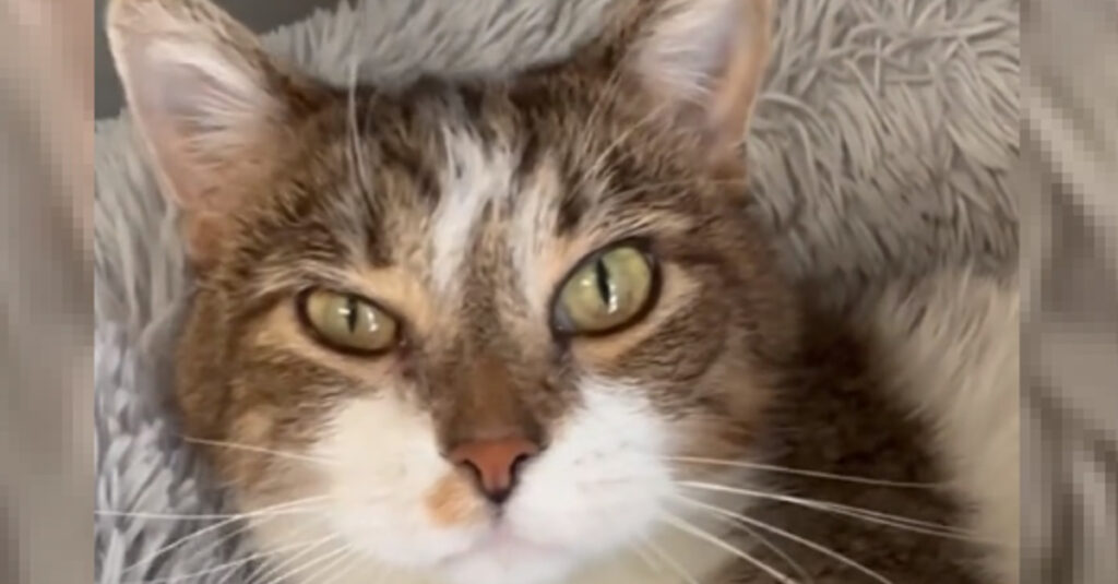 Pépiements irrésistibles : cette chatte adorable cherche en vain une famille aimante ! (vidéo)