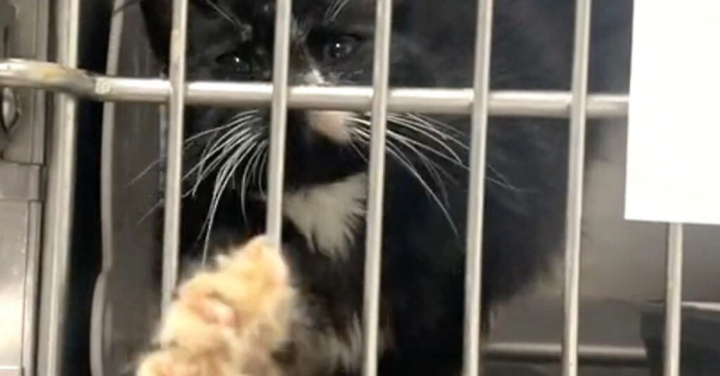 Regardez ce chaton abandonné implorer de l’aide en tendant sa patte ! (vidéo)